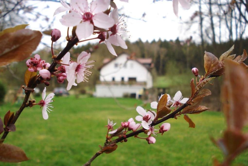 Wald-Apartment Limabach - Oberfrohna Exterior foto